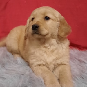 Golden retriever puppies