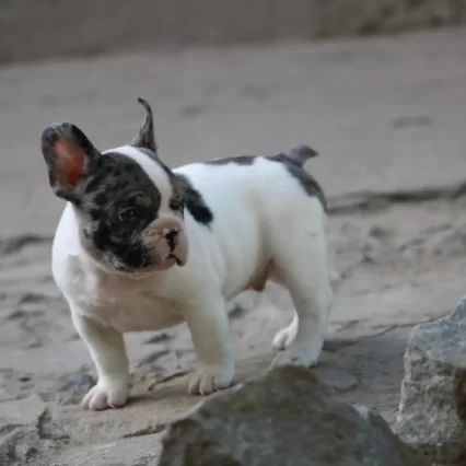 french bulldog puppies