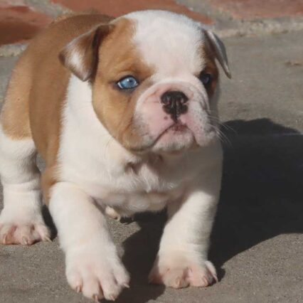 english bulldog puppies