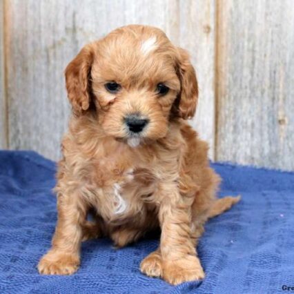 Cavapoo puppies