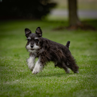 Kody - Image 2