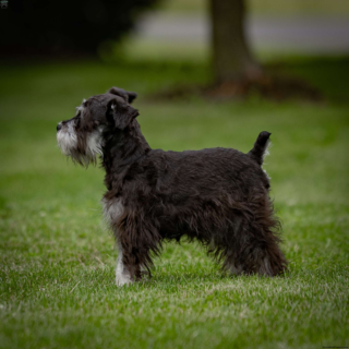 Kody - Image 3