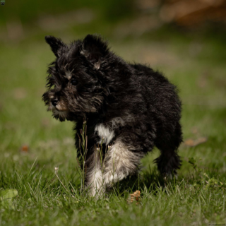 Kody - Image 4