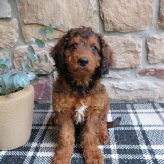 Archie
