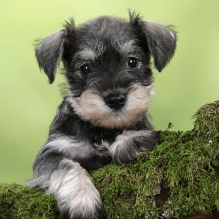 Miniature Schnauzer Puppies