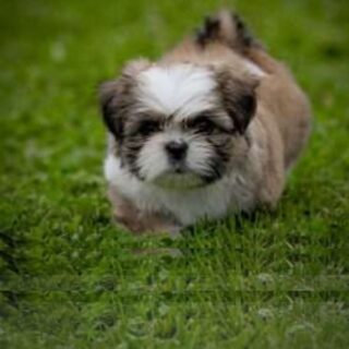Mocha - Image 4