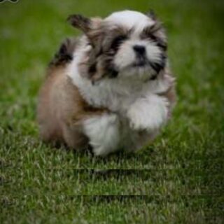 Mocha - Image 2