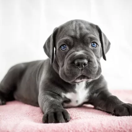 Cane Corso puppies