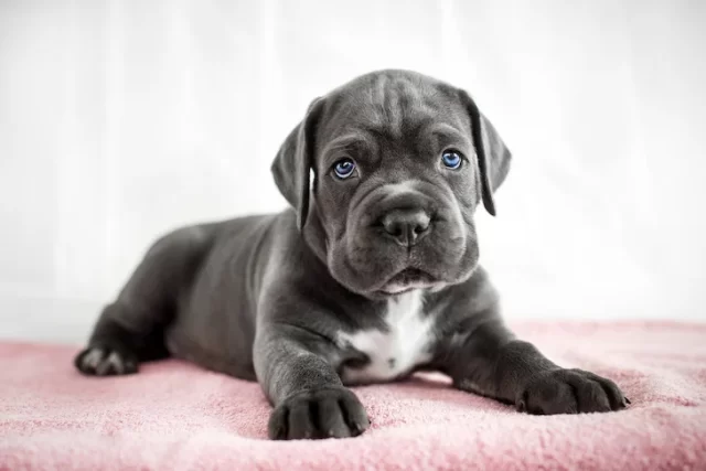 Cane Corso puppy laying down indoors