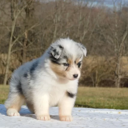 Australian Shepherd puppies