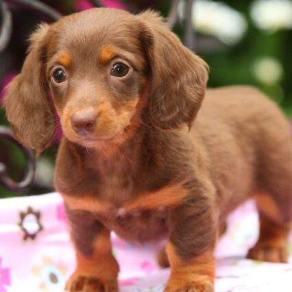 Dachshunds puppy