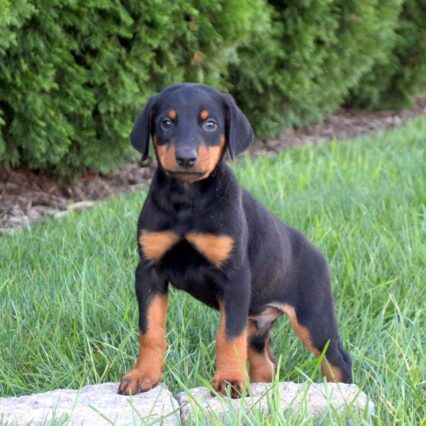 Doberman Pinscher Puppies