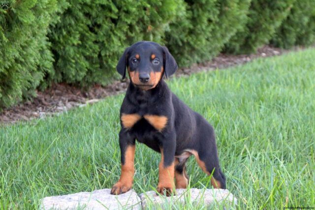 Doberman Pinscher puppy 1