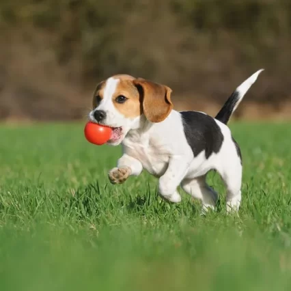 Beagle puppies