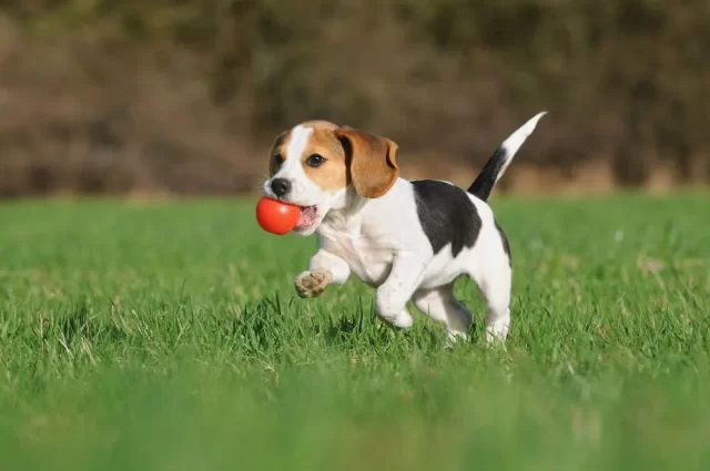 beagle puppy running through a yard with a ball in his mouth