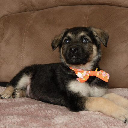 German Shepherd Mix puppies