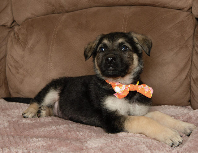 german shepherd mix puppy wearing a bow tie lying down looking up ashley swanson