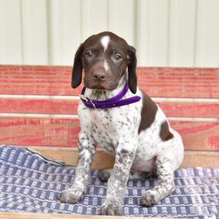 German Shorthaired Pointer Puppies