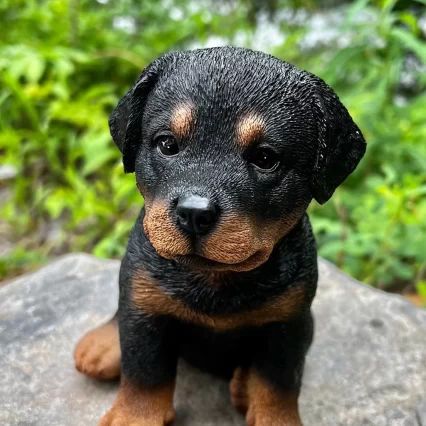 Rottweiler Puppies