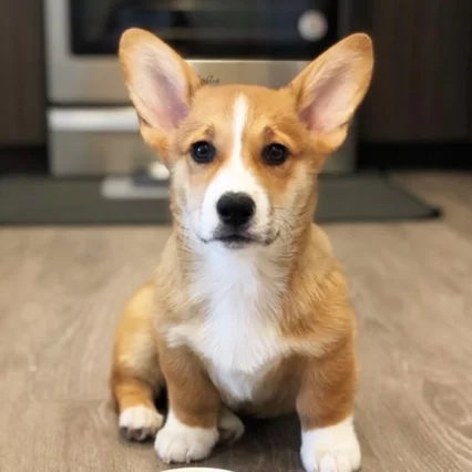 Pembroke Welsh Corgis puppies