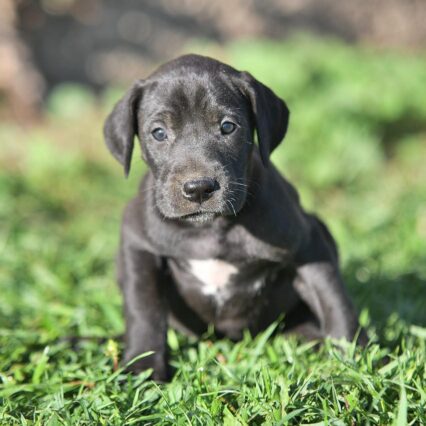 Great Dane puppies